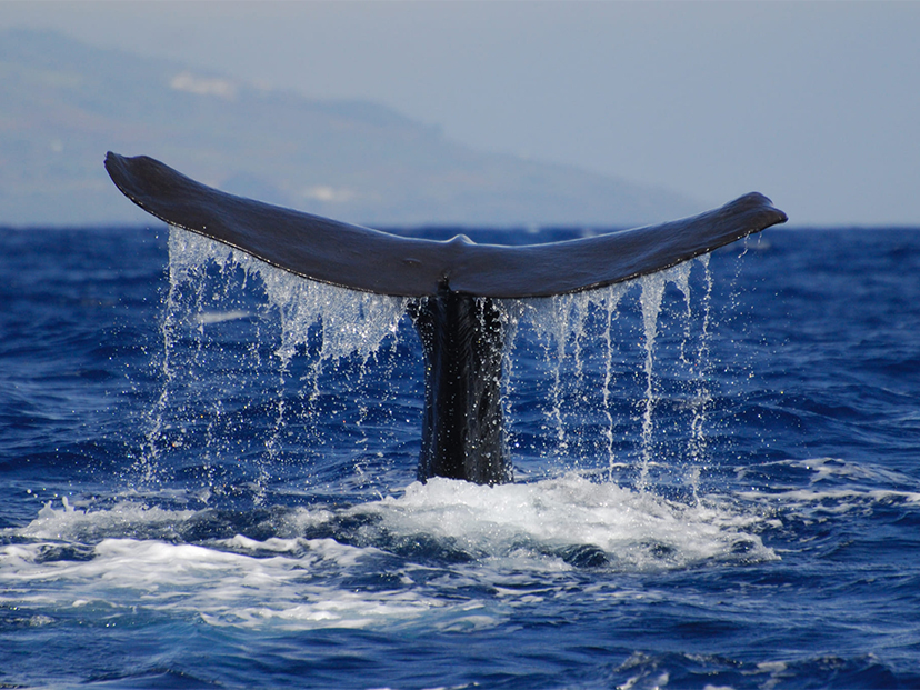 Observa&ccedil;&atilde;o de baleias e golfinhos